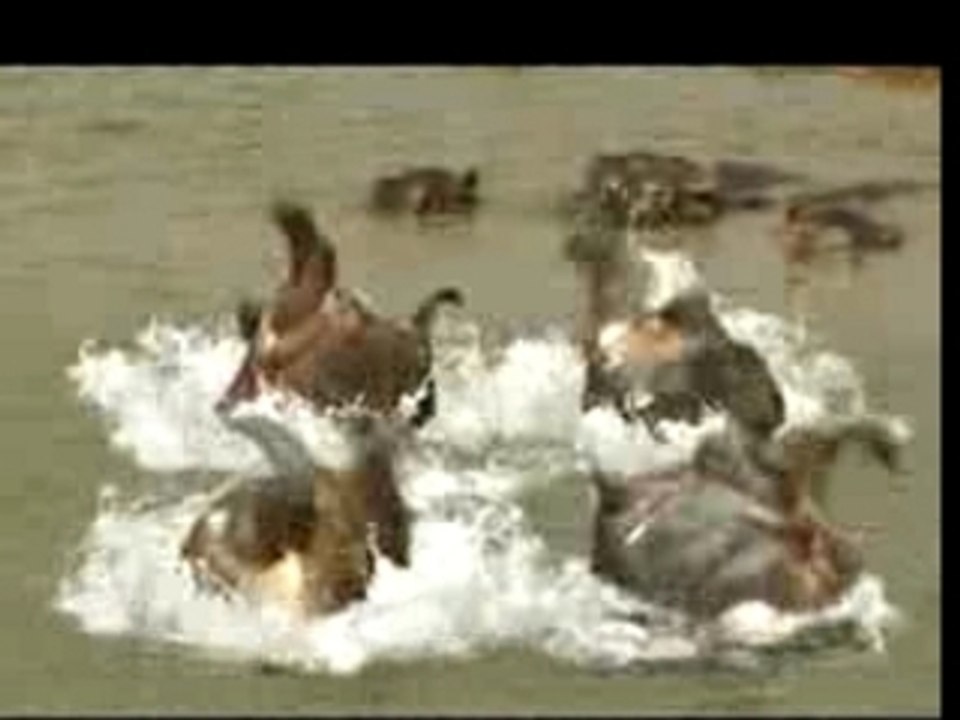 Tv_207_sw_hippo