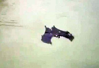 Makhluk aneh sedang beranang Strange animal bath in the river