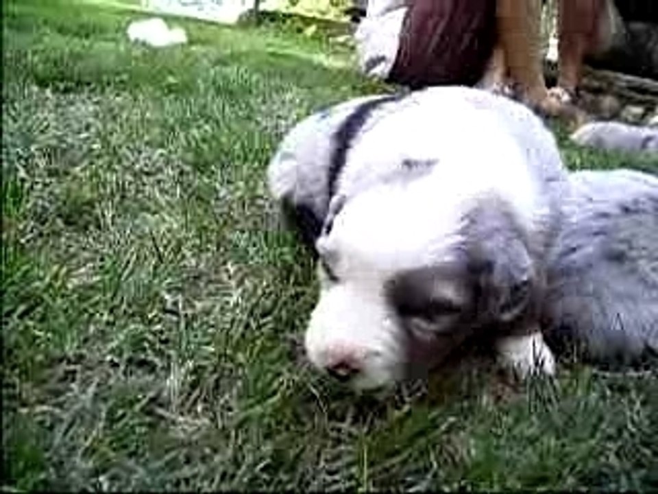 Cadence, premiers pas dans l'herbe