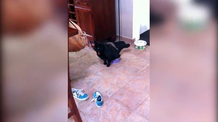 Cat Pees In Dog Dish