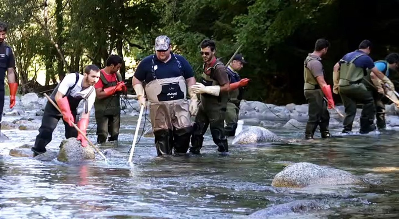 Gave d'Ossau : une pêche électrique pour comptabiliser les truites