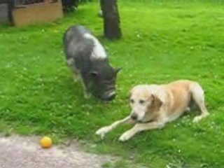 Spider-Cochonne et Forest