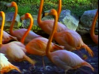 Vídeo para bebês de 0 a 3 meses