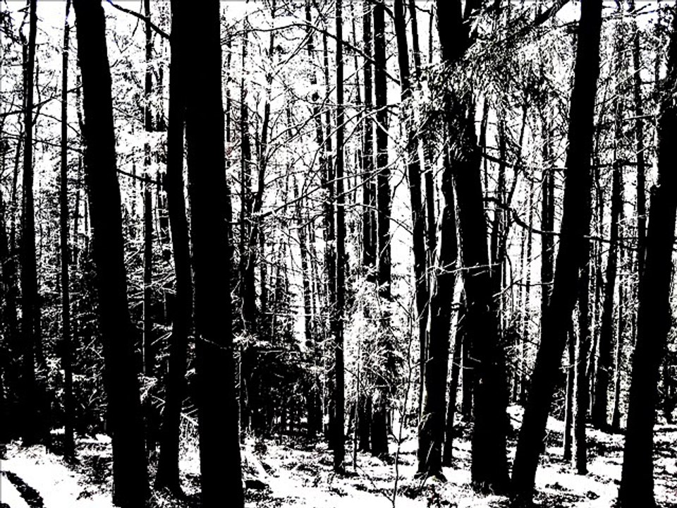 Leos Janacek: Auf verwachsenem Pfade