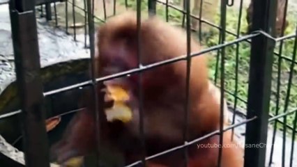 System Of A Down - Chop Suey (Animal Cover)(Animals sing a song)