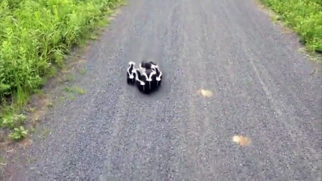Quand une famille de putois adopte un cycliste