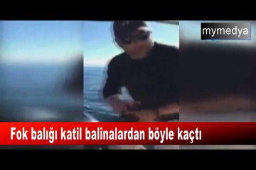 Fok balığı katil balinalardan böyle kaçtı