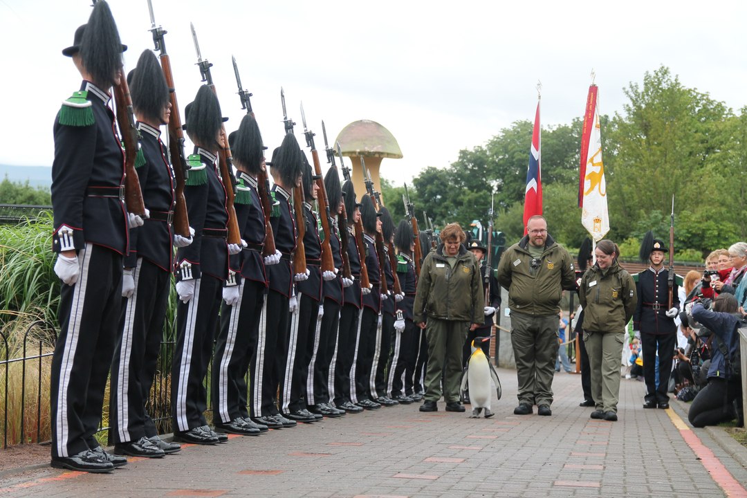 Un pingouin nommé général par la garde royale norvégienne