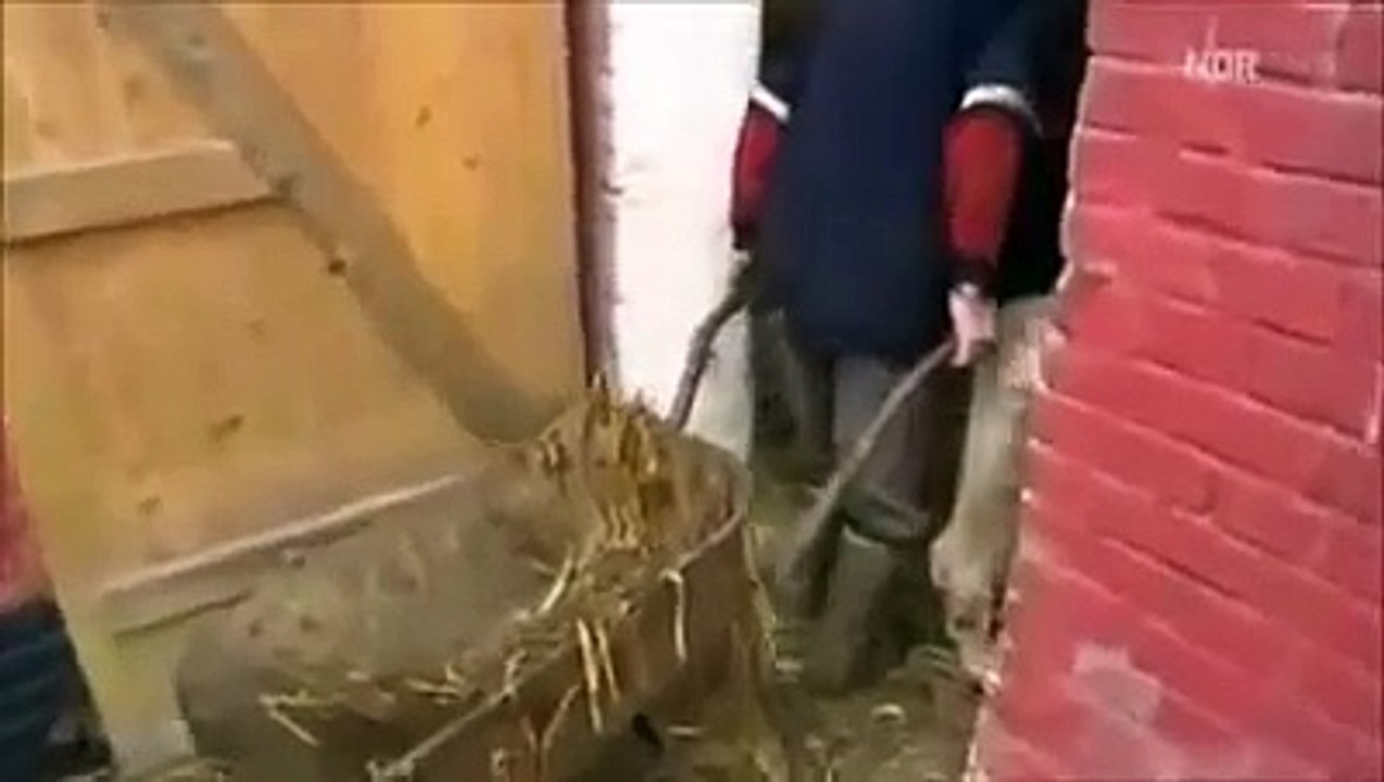 Ce fermier allemand se prend un coup de pied par une vache