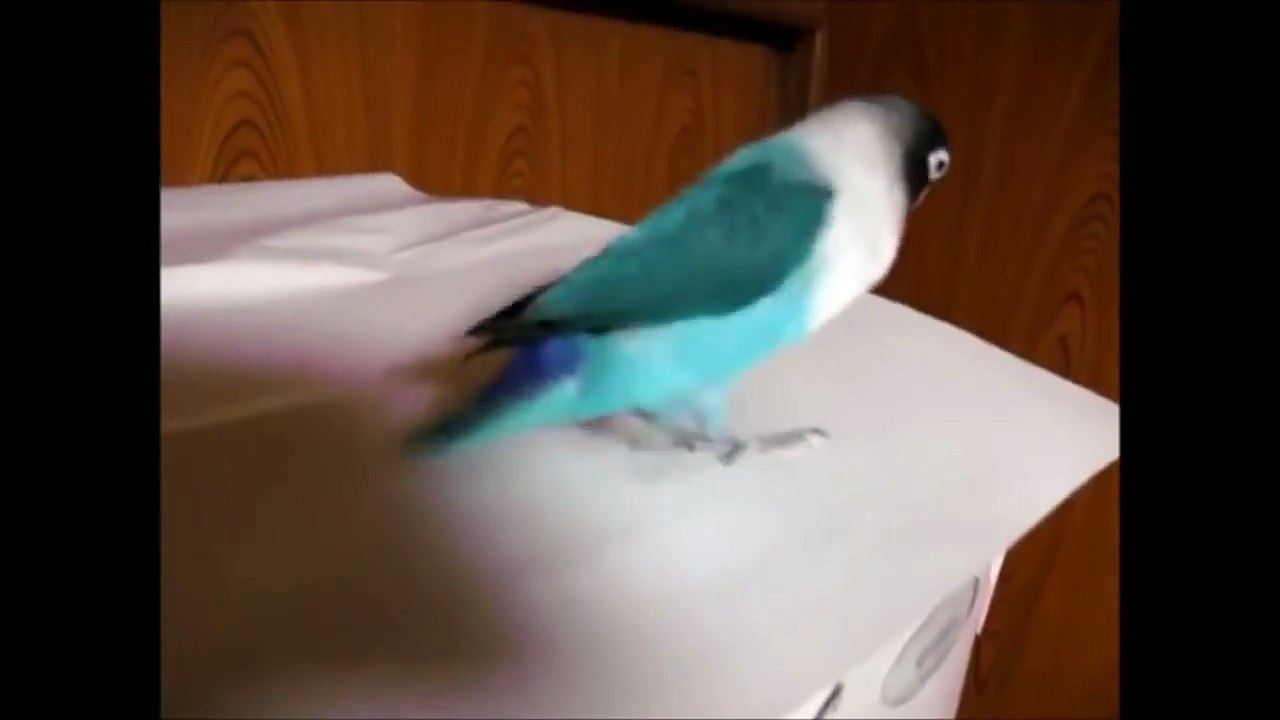 Cute Parrot Tap Dancing !