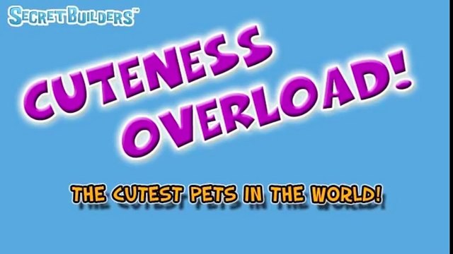 Cuteness Overload Cutest Puppies Ever Seen on Video !