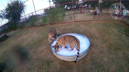 Ces tigres sont aux anges en découvrant une bassine d'eau remplie de mousse