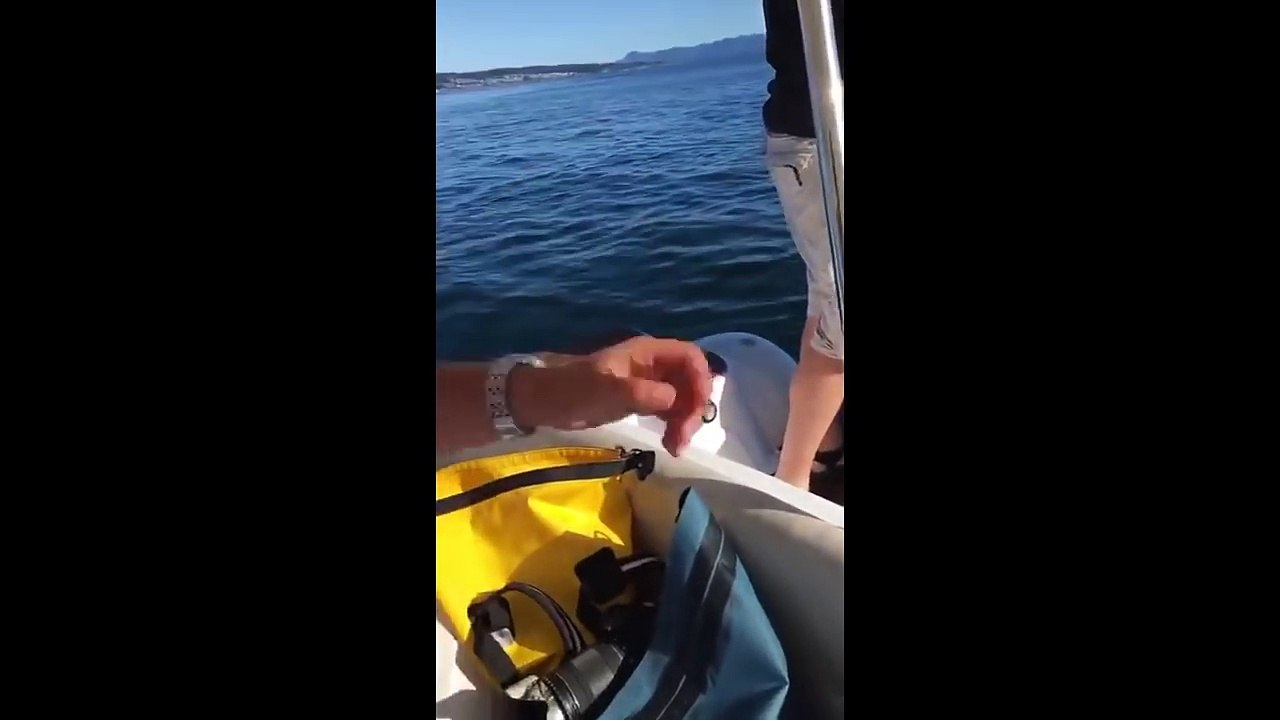 Attaqué par des orques, un phoque se réfugie sur un bateau de plaisance