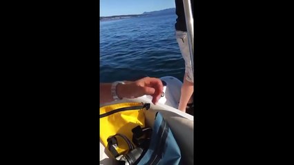 Attaqué par des orques, un phoque se réfugie sur un bateau de plaisance