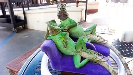 Funny Animals Compilation 2016   Best Funny Animal Fails and Cute - Try Not To Laugh !