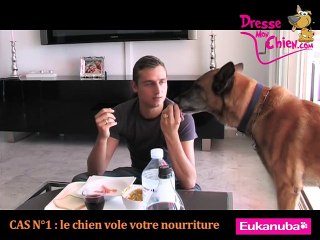 video chien voleur