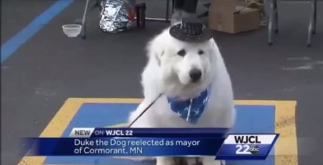 Un chien est élu maire pour la 3ème fois dans un village des Etats-Unis (vidéo)