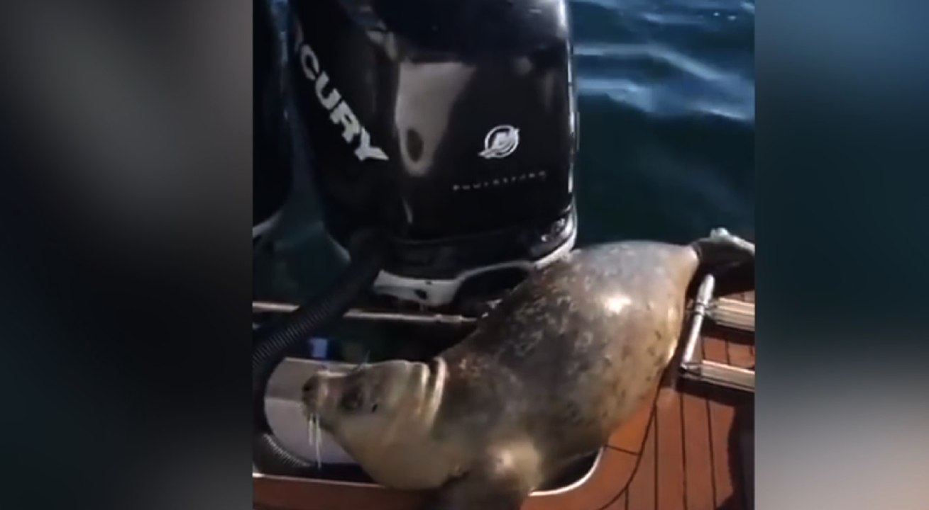 Pour échapper à des orques, une otarie saute sur un bateau plaisance.