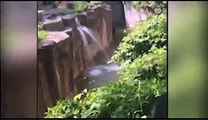 Un gorille attrape un enfant qui est tombé dans son enclos dans le zoo de Cincinnati - Video Dailymotion