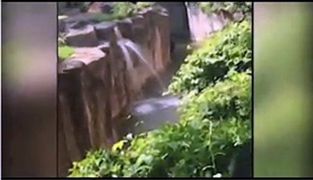 Un gorille attrape un enfant qui est tombé dans son enclos dans le zoo de Cincinnati - Video Dailymotion