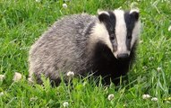 BBC Radio Sussex - Danny Pike 23Aug16 - badger cull extension