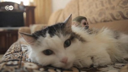 Как кошка в России обезьянку усыновила (24.08.2016)