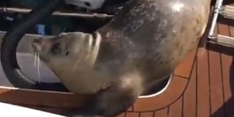 Un phoque attaqué par des orques se réfugie sur un bateau