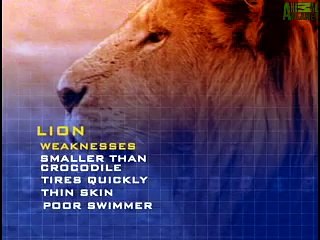 lion vs crocodile real fight - amazing videos