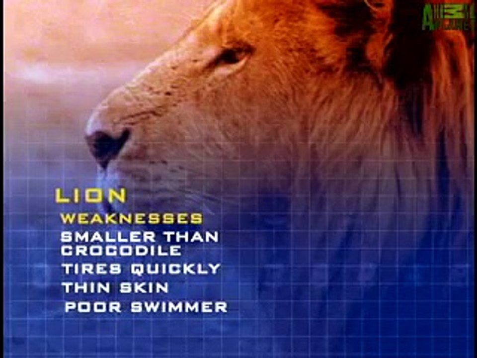 lion vs crocodile real fight - amazing videos