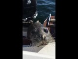 Close-Up of Lucky Seal Escaping Hunting Orcas