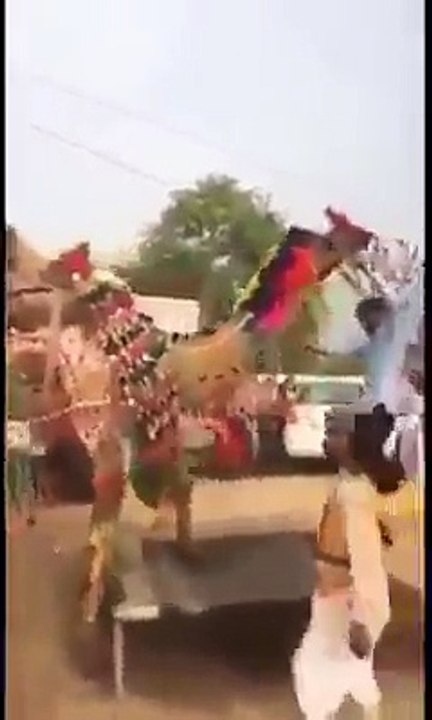 Camel Dance
