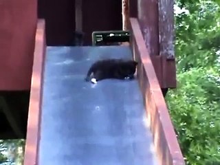 Gattini sullo scivolo