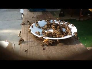 Buzzing Bees Enjoy Afternoon Refreshments