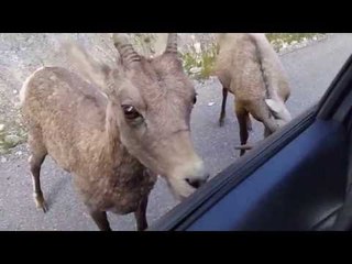 Bighorn Sheep Develop a Taste for Car in Jasper National Park
