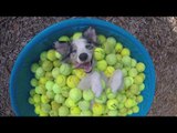 Ecstatic Dog Chills in Container Full of Tennis Balls