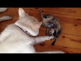 Cat With Cone Gets Dog Pal to Clean Her