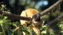 London Zoo carries out annual weigh-in