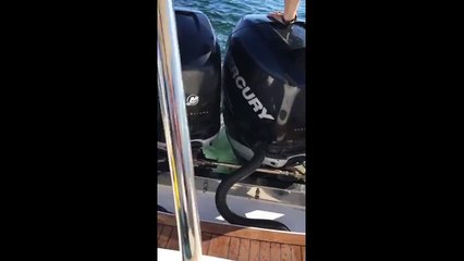 سبع بحر يقفز إلى قارب هرباً من حوت