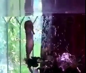 dişisi için hamile kalan erkek deniztının doğum anı