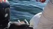 Orcas hunting! seal jumps in the boat