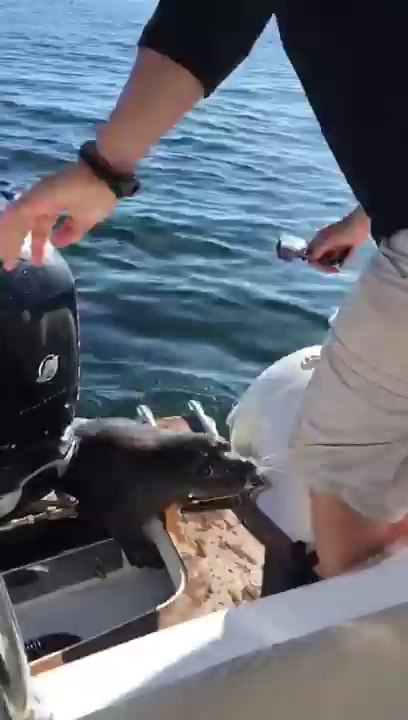 Orcas hunting! seal jumps in the boat