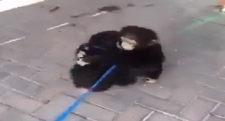 Les superbes retrouvailles entre deux chimpanzés séparés à la naissance