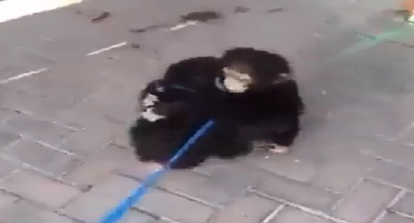 Les superbes retrouvailles entre deux chimpanzés séparés à la naissance