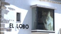 Cáceres cuenta con un nuevo centro dedicado al lobo