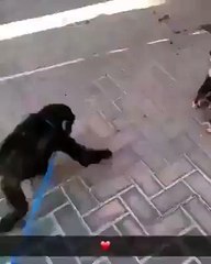 Les superbes retrouvailles entre deux chimpanzés séparés à la naissance