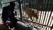 Notorious zoo in Gaza is closing and surviving animals are leaving