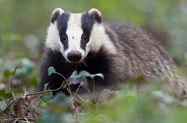 BBC Radio Hereford &  Worcester - Andrew Easton 23Aug16 - badger cull extension