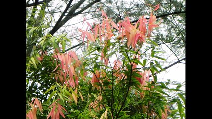 Valo Theko by Miftah Zaman