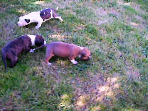 1ère sortie des 3 mâles à 3 semaines