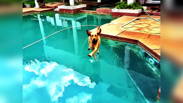 35 PHOTOS INSOLITES PRISES AU MOMENT PARFAIT - Sais-tu que?